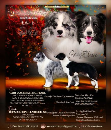 Border Collie Welpen FCI