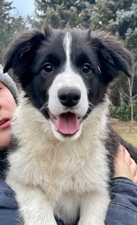 Border Collie Welpen FCI