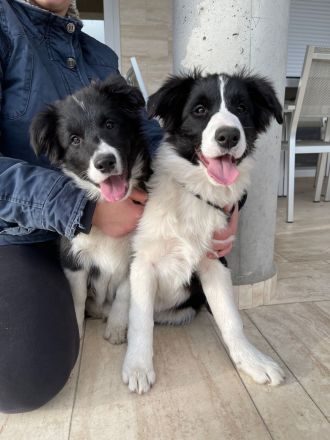 Border Collie Welpen FCI