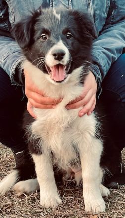 Border Collie Welpen FCI