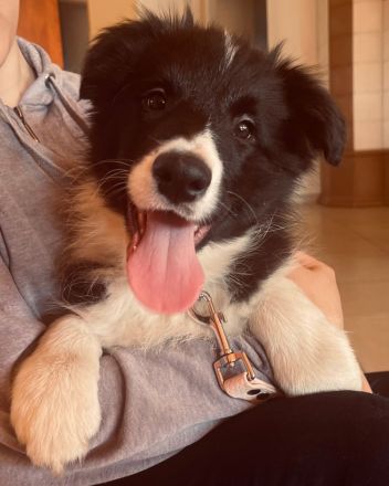 Border Collie Welpen FCI