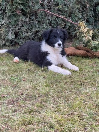 Border Collie Welpen FCI
