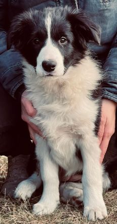 Border Collie Welpen FCI