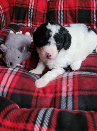Labradoodle medium Harlekin Welpen