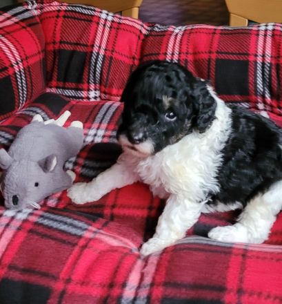 Labradoodle medium Harlekin Welpen
