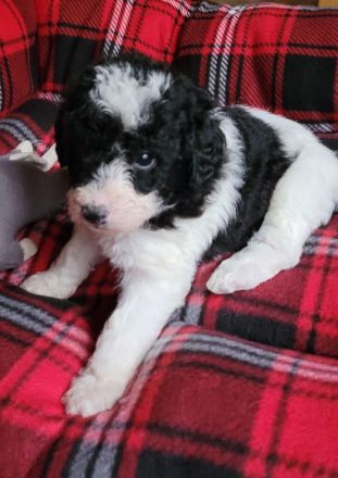 Labradoodle medium Harlekin Welpen