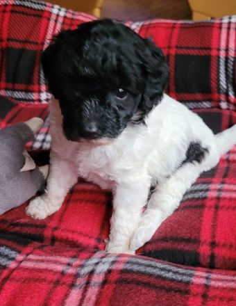 Labradoodle medium Harlekin Welpen