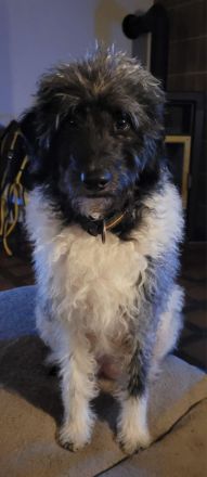 Labradoodle medium Harlekin Welpen