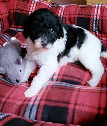 Labradoodle medium Harlekin Welpen