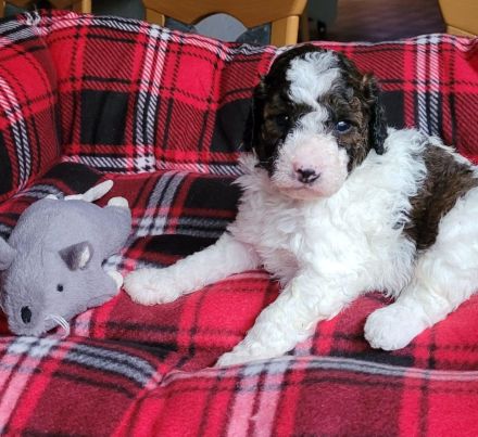 Labradoodle medium Harlekin Welpen