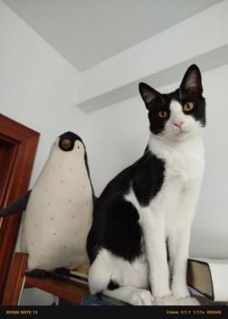 Cosimo und Oye