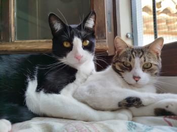 Cosimo und Oye