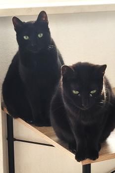 Suri und Kilo