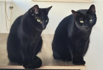 Suri und Kilo