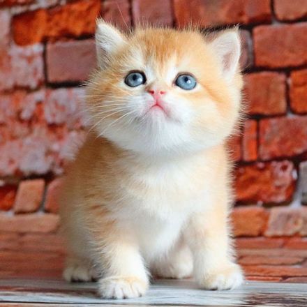 Britisch Kurzhaar Katzen mit Stammbaum und Gesundheitszeugnis