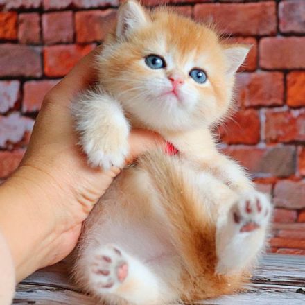 Britisch Kurzhaar Katzen mit Stammbaum und Gesundheitszeugnis