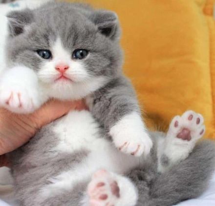 Britisch Kurzhaar Katzen mit Stammbaum und Gesundheitszeugnis