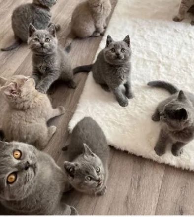 Britisch Kurzhaar Katzen mit Stammbaum und Gesundheitszeugnis