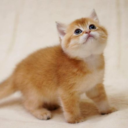 Britisch Kurzhaar Katzen mit Stammbaum und Gesundheitszeugnis