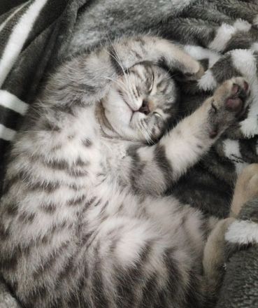 verkaufe bkh baby katze 13 wochen alt