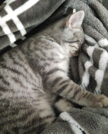 verkaufe bkh baby katze 13 wochen alt