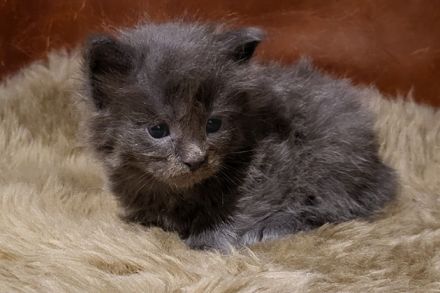 unser D-Wurf ist da - 7 Maine Coon Kitten in ganz unterschiedlichen Farben  - mit Stammbaum