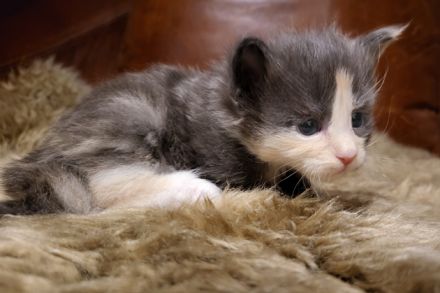 unser D-Wurf ist da - 7 Maine Coon Kitten in ganz unterschiedlichen Farben  - mit Stammbaum