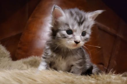 unser D-Wurf ist da - 7 Maine Coon Kitten in ganz unterschiedlichen Farben  - mit Stammbaum