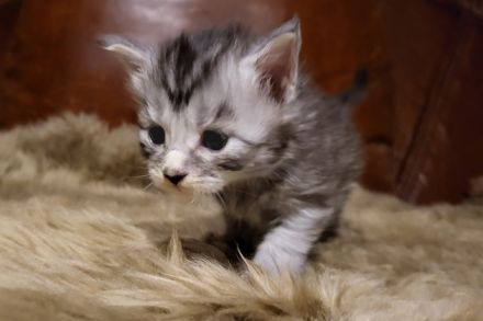 unser D-Wurf ist da - 7 Maine Coon Kitten in ganz unterschiedlichen Farben  - mit Stammbaum