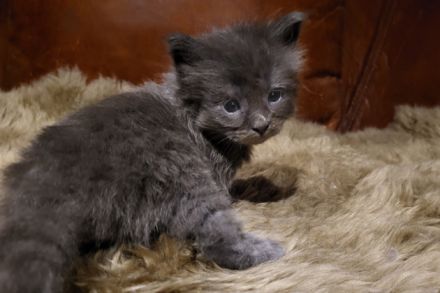 unser D-Wurf ist da - 7 Maine Coon Kitten in ganz unterschiedlichen Farben  - mit Stammbaum