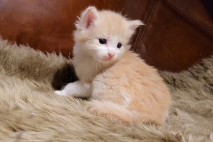 unser D-Wurf ist da - 7 Maine Coon Kitten in ganz unterschiedlichen Farben  - mit Stammbaum