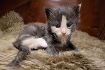 unser D-Wurf ist da - 7 Maine Coon Kitten in ganz unterschiedlichen Farben  - mit Stammbaum