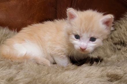 unser D-Wurf ist da - 7 Maine Coon Kitten in ganz unterschiedlichen Farben  - mit Stammbaum