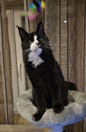 Maine-Coon-Katzen mit blauen Augen (mit Stammbaum)