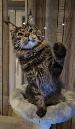 Maine-Coon-Katzen mit blauen Augen (mit Stammbaum)