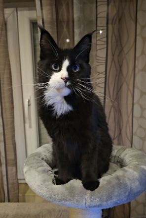 Maine-Coon-Katzen mit blauen Augen (mit Stammbaum)