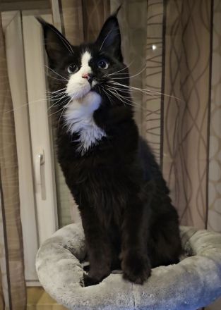 Maine-Coon-Katzen mit blauen Augen (mit Stammbaum)