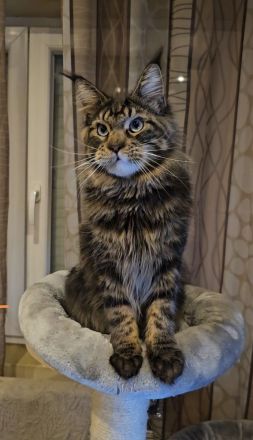 Maine-Coon-Katzen mit blauen Augen (mit Stammbaum)