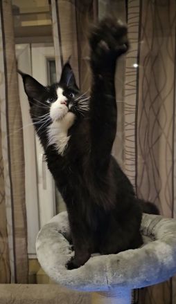 Maine-Coon-Katzen mit blauen Augen (mit Stammbaum)