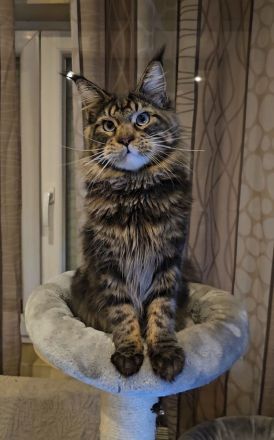 Maine-Coon-Katzen mit blauen Augen (mit Stammbaum)