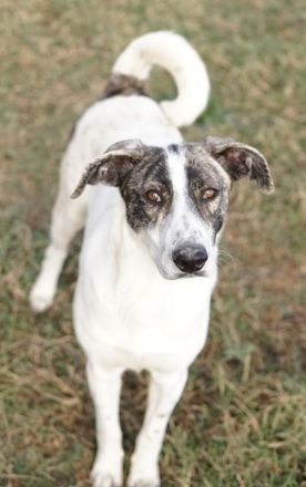 Mea, geb. ca. 11/2022, lebt in GRIECHENLAND, im städt. Tierheim Serres