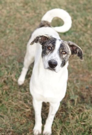 Mea, geb. ca. 11/2022, lebt in GRIECHENLAND, im städt. Tierheim Serres