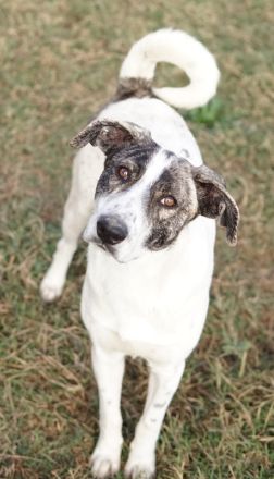 Mea, geb. ca. 11/2022, lebt in GRIECHENLAND, im städt. Tierheim Serres