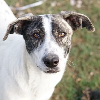 Mea, geb. ca. 11/2022, lebt in GRIECHENLAND, im städt. Tierheim Serres