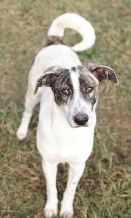 Mea, geb. ca. 11/2022, lebt in GRIECHENLAND, im städt. Tierheim Serres