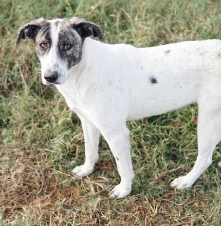 Mea, geb. ca. 11/2022, lebt in GRIECHENLAND, im städt. Tierheim Serres