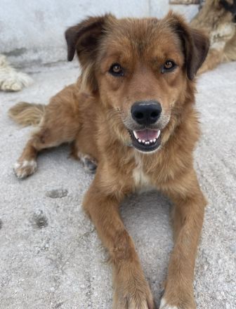 April, geb. ca. 06/2021, lebt in GRIECHENLAND, im städt. Tierheim Serres