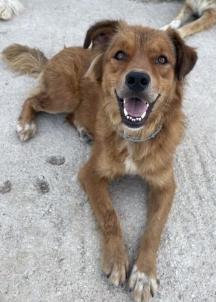 April, geb. ca. 06/2021, lebt in GRIECHENLAND, im städt. Tierheim Serres