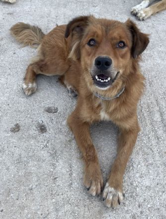 April, geb. ca. 06/2021, lebt in GRIECHENLAND, im städt. Tierheim Serres