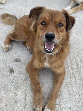 April, geb. ca. 06/2021, lebt in GRIECHENLAND, im städt. Tierheim Serres